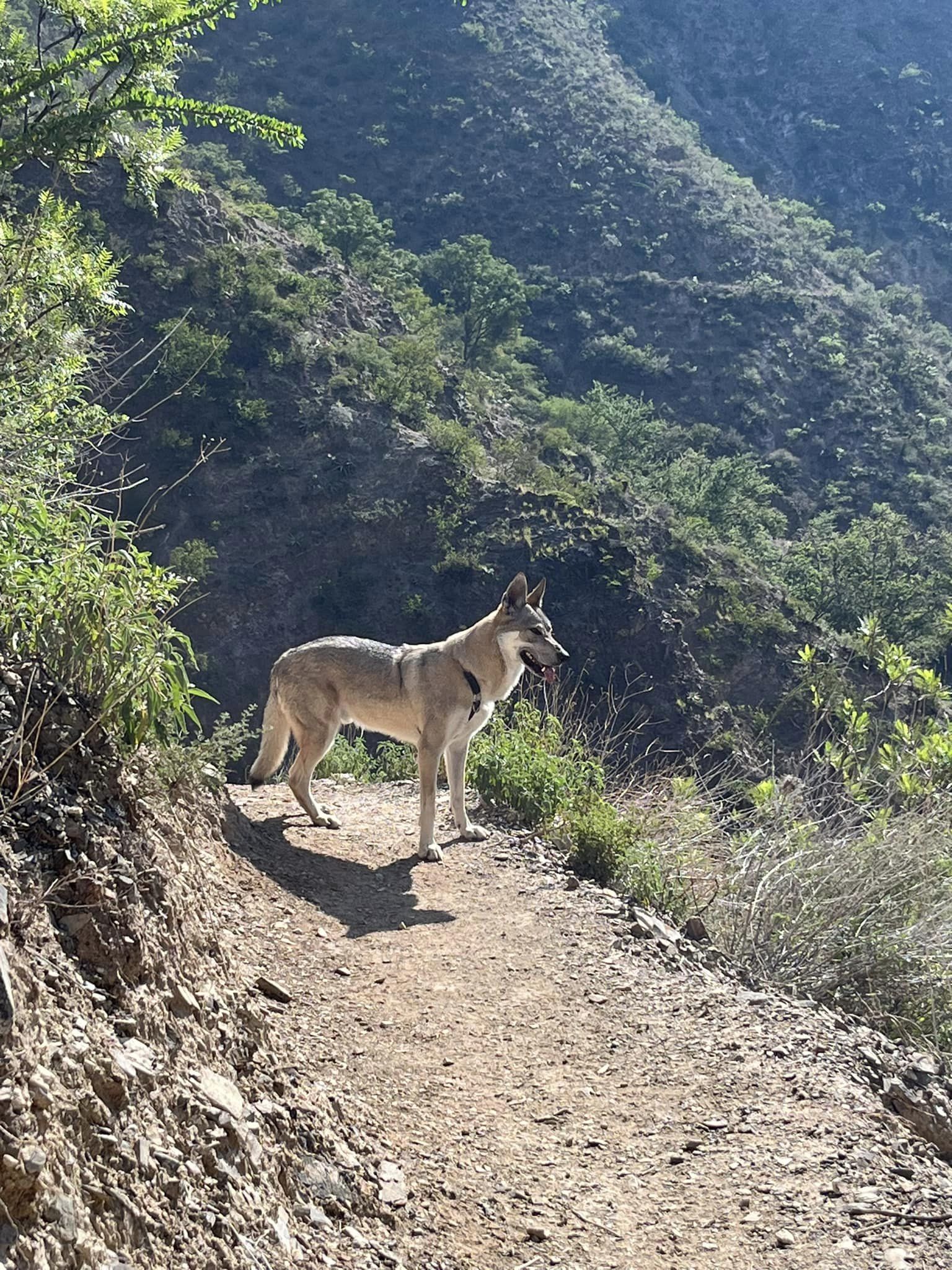 Dogs Trail bosque2